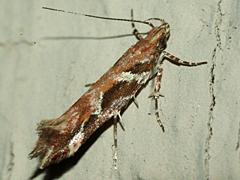 Twirler Moth